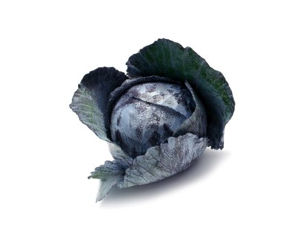 Purple Cabbage For Discount